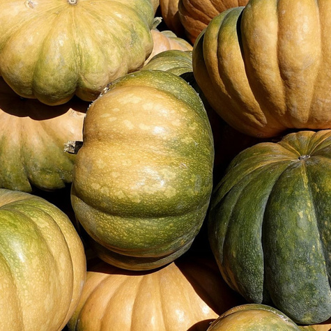 Dynia piżmowa MUSQUEE D`HIVER DE PROVENCE 3g